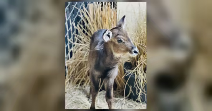 A young waterbuck calf standing at Disney's Animal Kingdom Lodge