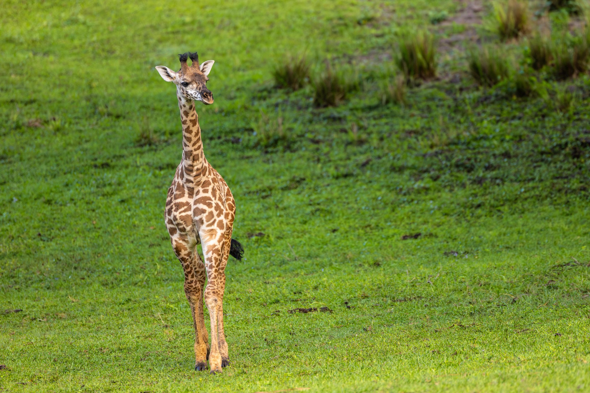 Ivy the baby giraffe on the Kilimanjaro Safaris savanna at Disney's Animal Kingdom