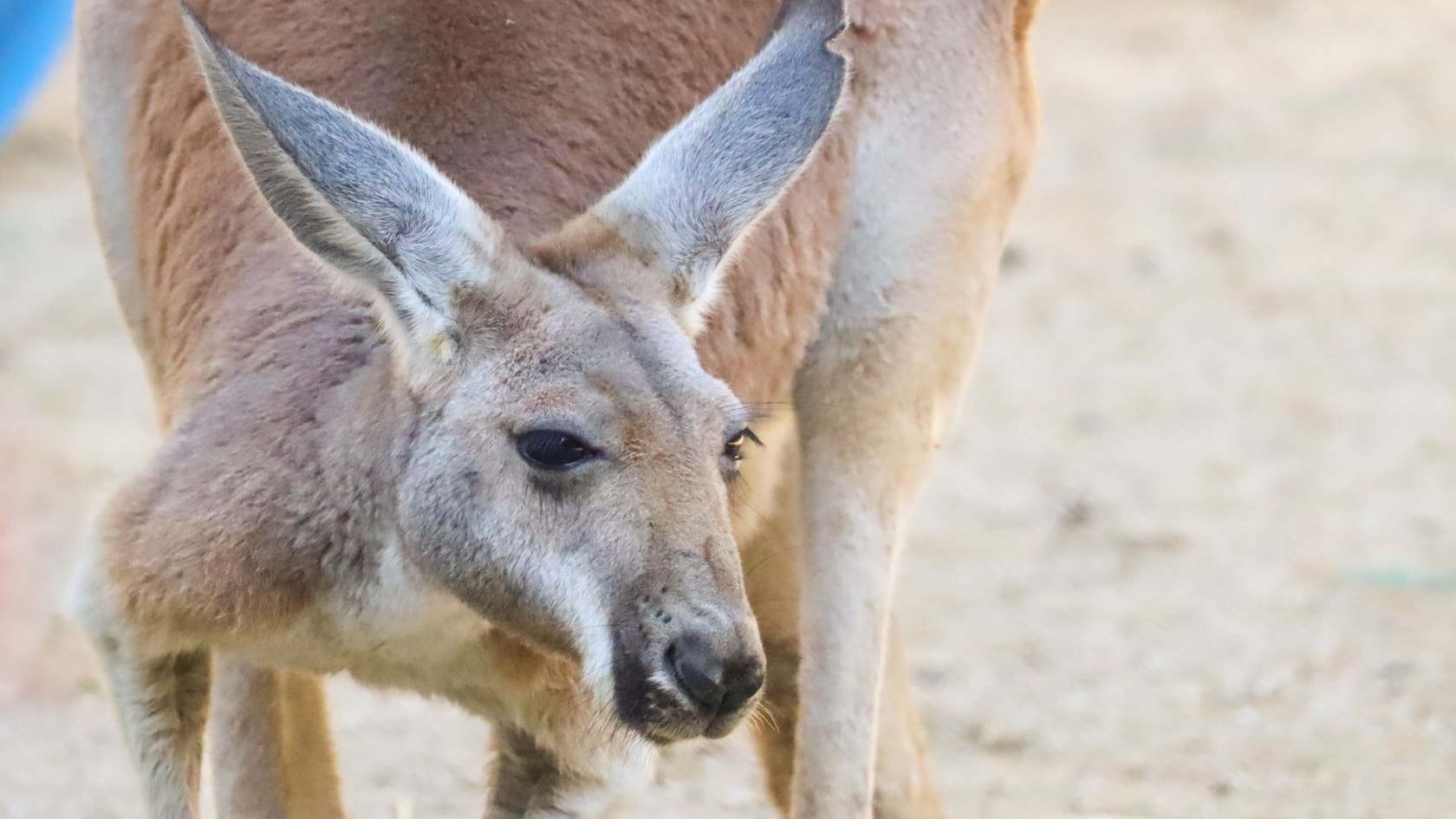 Kangaroos and wallabies at Jumping Junction in Disney's Animal Kingdom