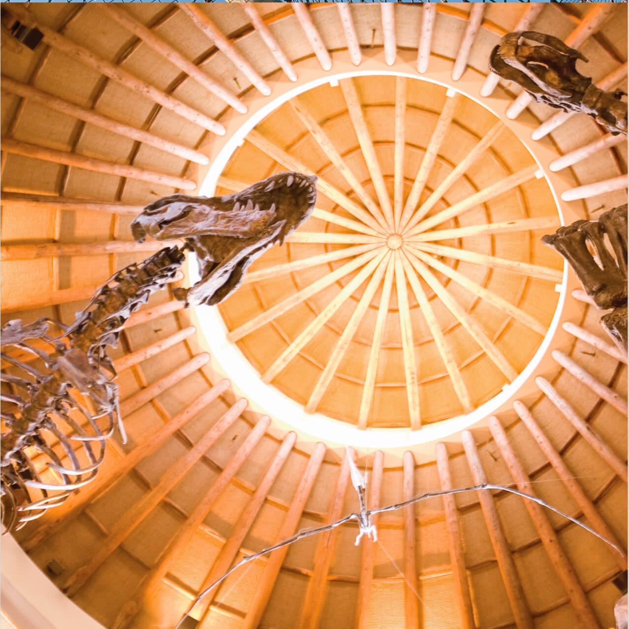 Dinosaur skeletons inside Jurassic Park Discovery Center at Universal Islands of Adventure