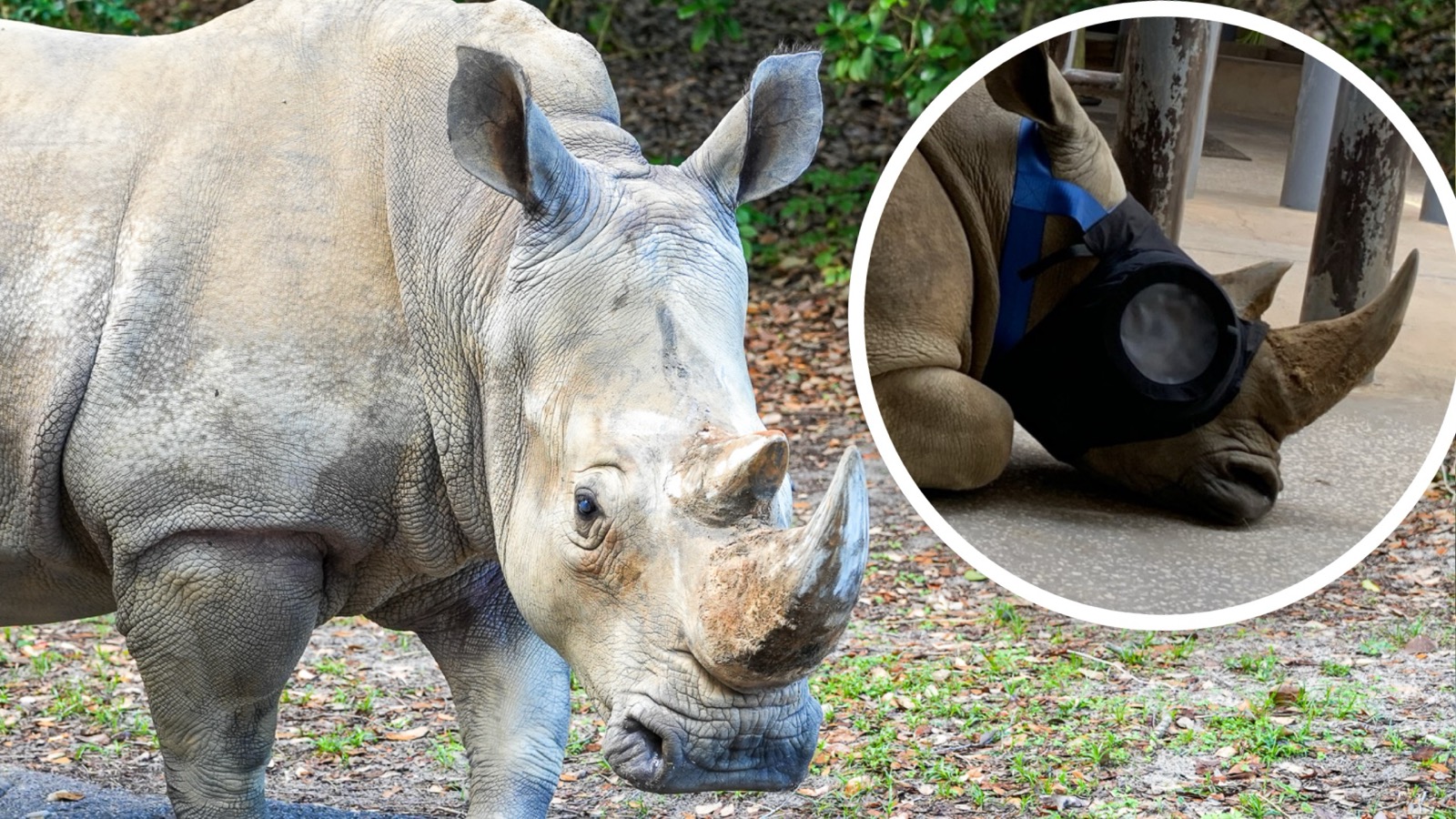 Kendi the white rhino at Disney's Animal Kingdom