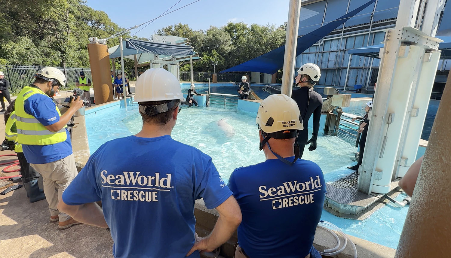 SeaWorld Rescue staff watching a rescued Marineland beluga enter its new pool