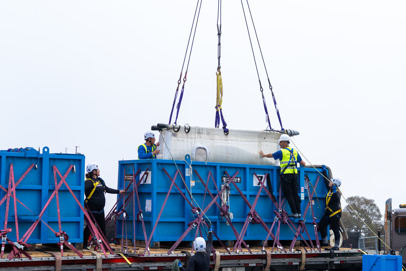Transport staff secure a beluga container during the SeaWorld San Diego arrival