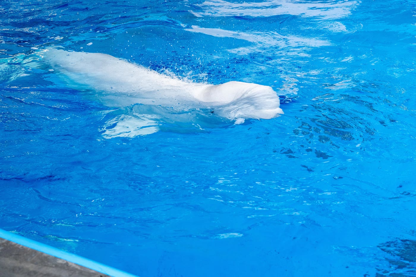 A rescued beluga swims in a SeaWorld San Diego holding pool