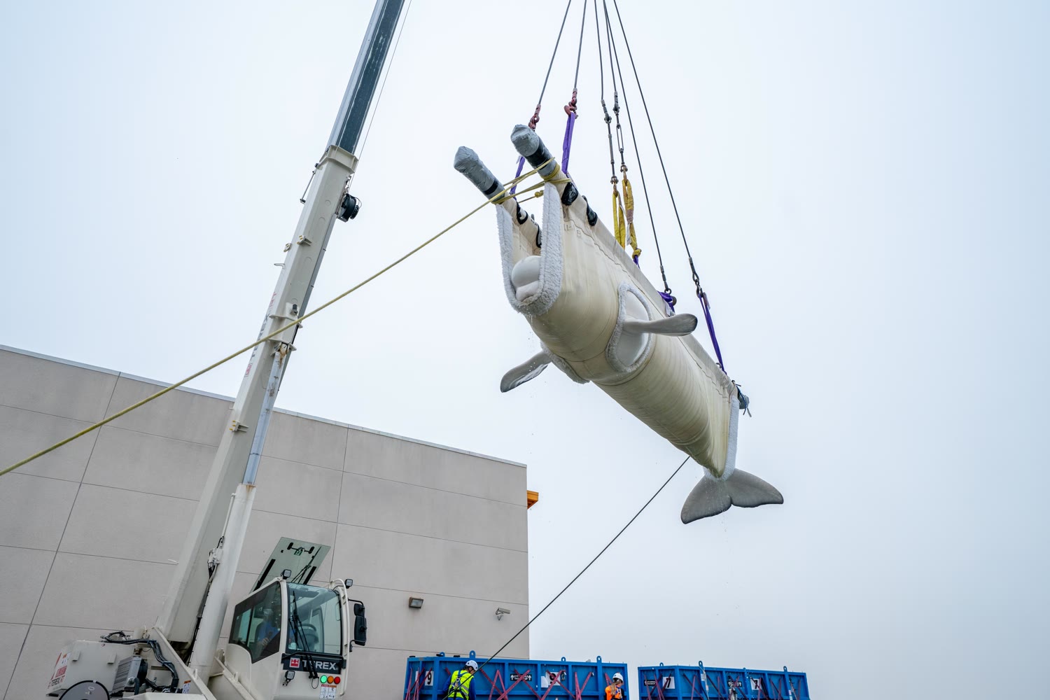 A rescued beluga is lifted in a padded sling during its arrival at SeaWorld San Diego