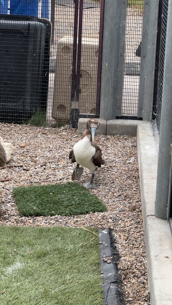 Juvenile masked booby SW26324 receiving care in a SeaWorld San Diego enclosure