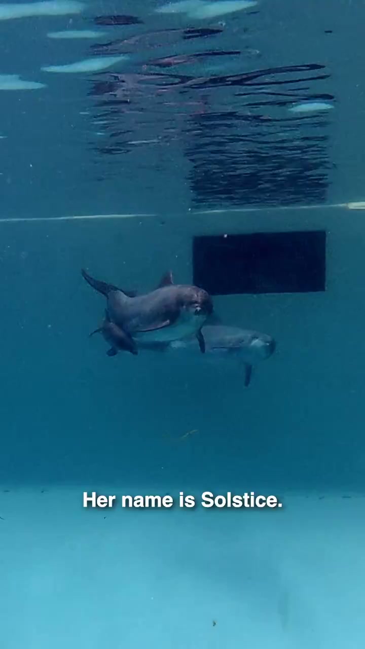 A dolphin calf swims with an adult dolphin at SeaWorld San Diego