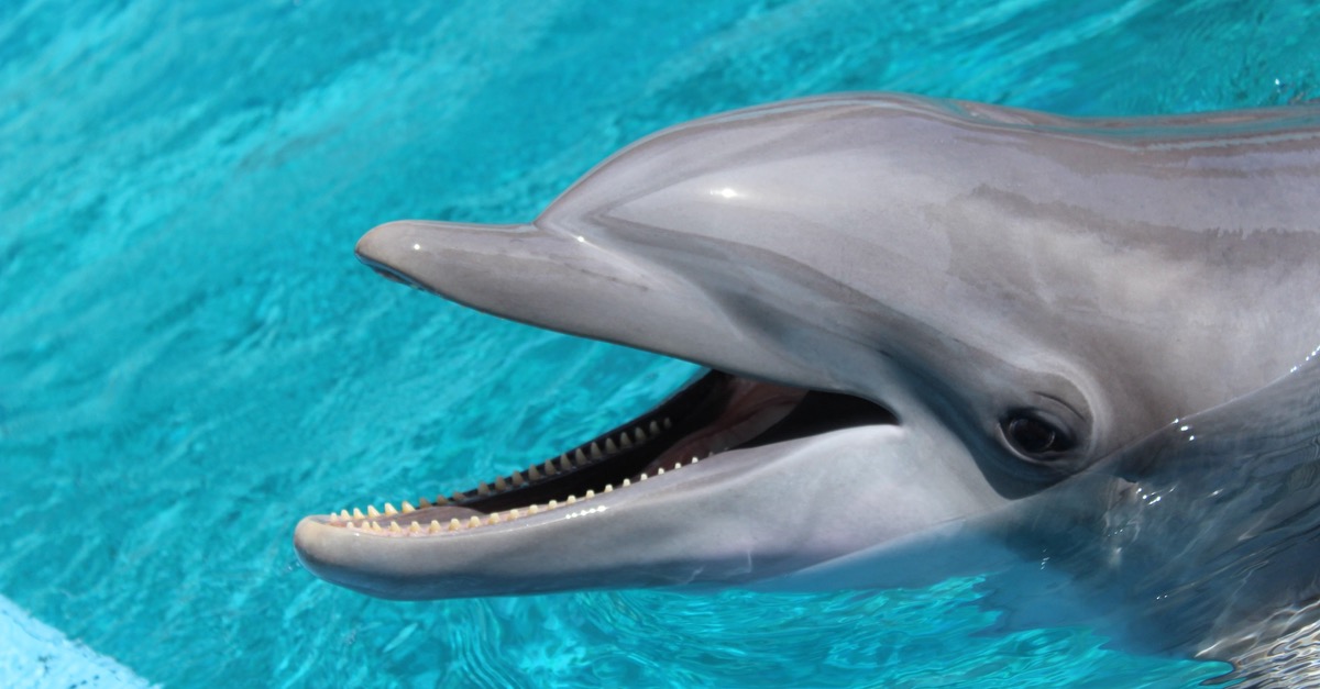 Bottlenose dolphin at Six Flags Discovery Kingdom