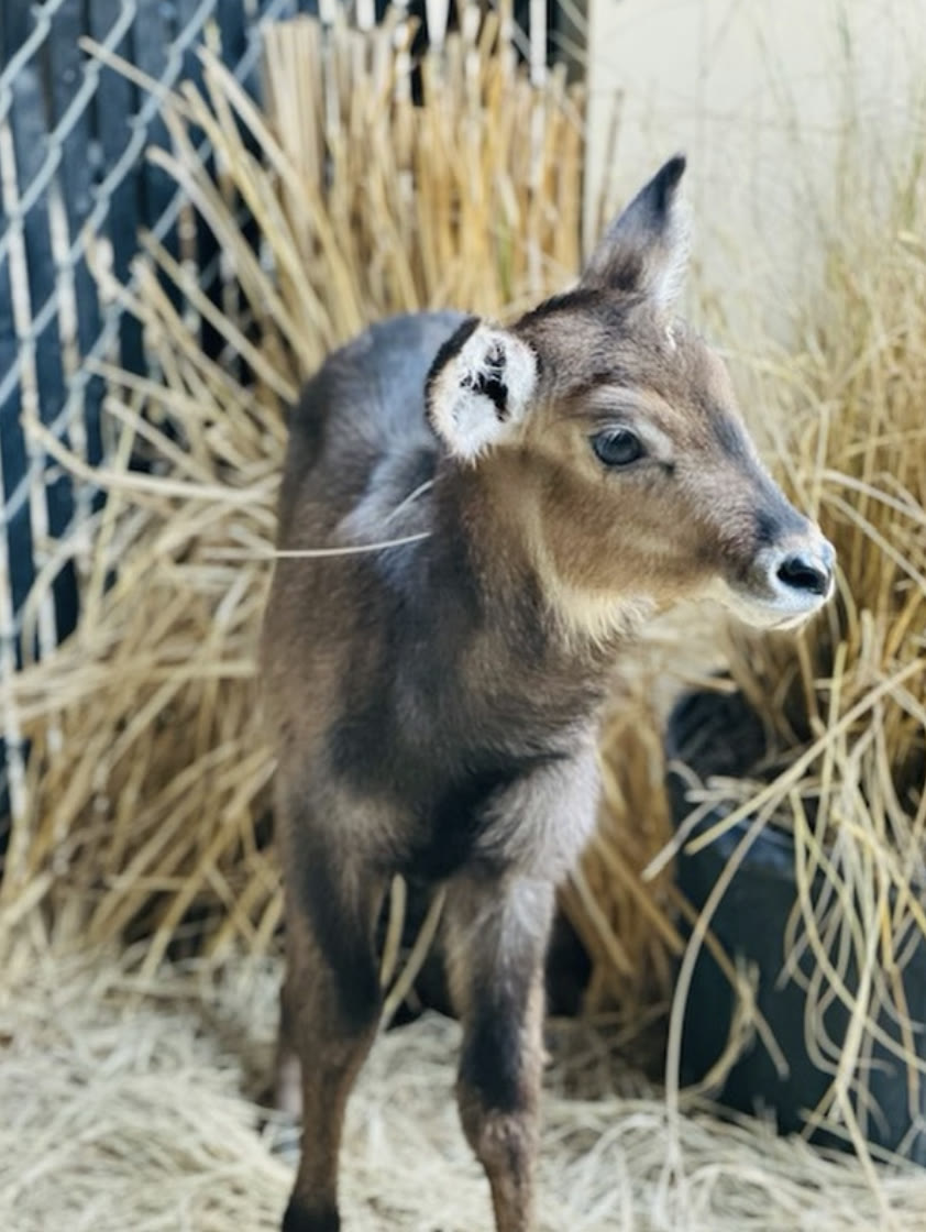 A young waterbuck calf standing at Disney's Animal Kingdom Lodge